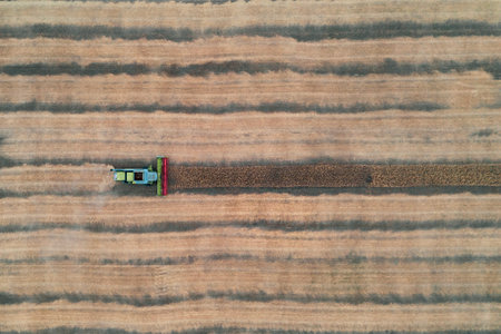 From a height, we observe the process of reaping. Like a combine harvester, grain by grain, harvests...