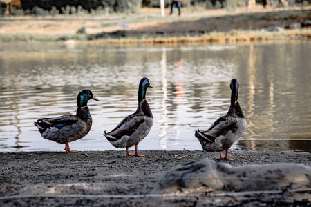 backside view of flock of male mallards standing by the pond, looking into distance