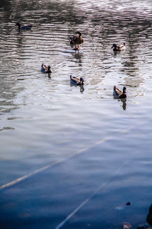 flock of male mallards swimming on the pondの写真素材