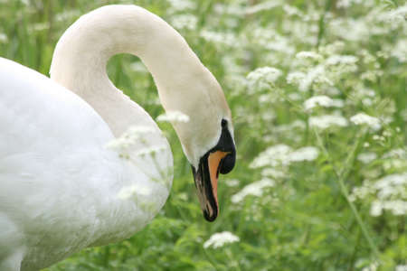 Close-up white swan between wild flowersの写真素材