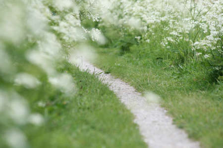 Close-up path through wild white flowersの写真素材