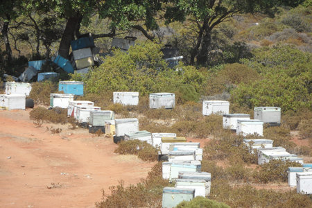Bee hives