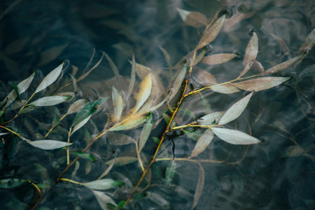 Tree branch in the water