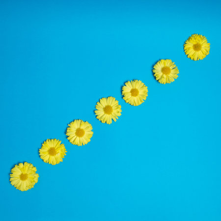 Yellow flowers on blue background. Cool, trendy Decoration.の写真素材