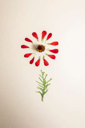 Flower made of red petals and little green branch. White background.の写真素材