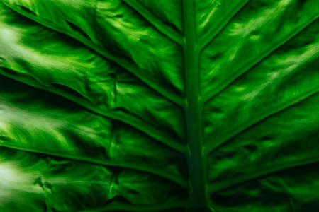 Green plant leaf texture. Great for background.の写真素材