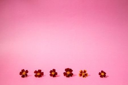 Line made of orange and red flowers. Pink background.