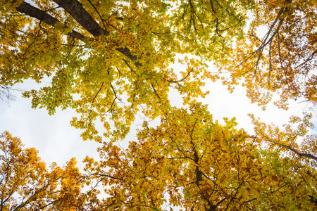 autumn atmosphere. yellow leaves and trees. treetrops and part of the sky.