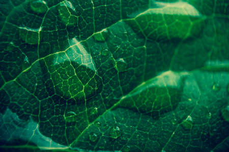 leaf of a tree with raindrops. Close up. Beautiful.の写真素材
