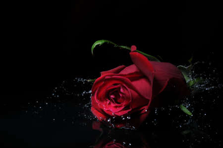 red rose splashの写真素材