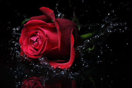 red rose splashの写真素材