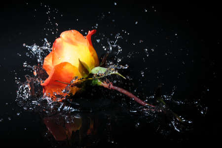 orange rose splashの写真素材