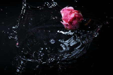 pink rose splashの写真素材