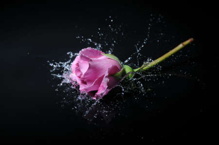 lavender rose splashの写真素材