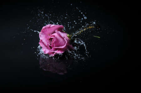 lavender rose splashの写真素材