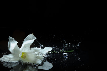 white daffodil splashの写真素材