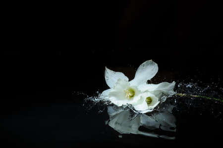 white daffodil splashの写真素材