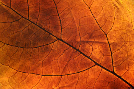 autumn leafの写真素材