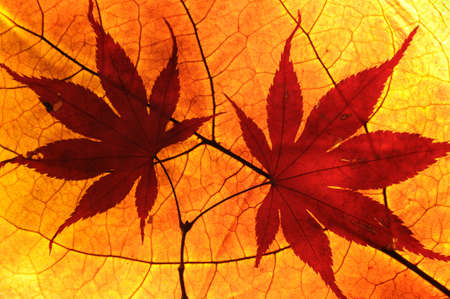 autumn leavesの写真素材