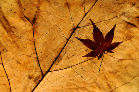 autumn leaves