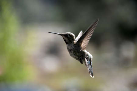 hummingbirdの写真素材