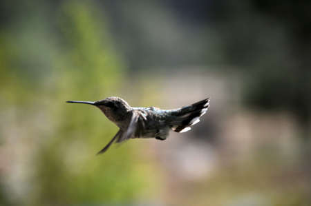 hummingbirdの写真素材