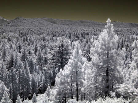 forestの写真素材