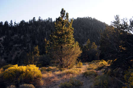 sunset in the forestの写真素材