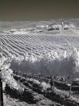 vineyard                               の写真素材