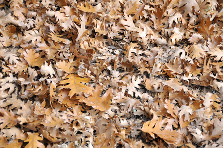 leaves