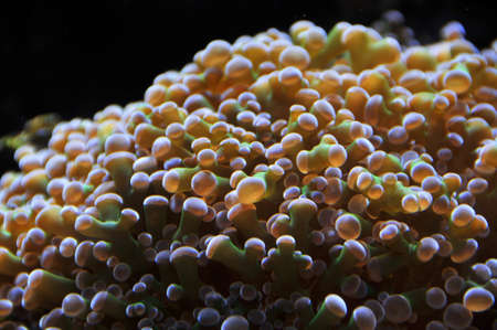 frogspawn coralの写真素材