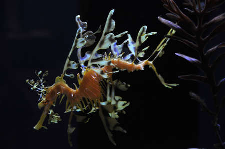 seadragonの写真素材