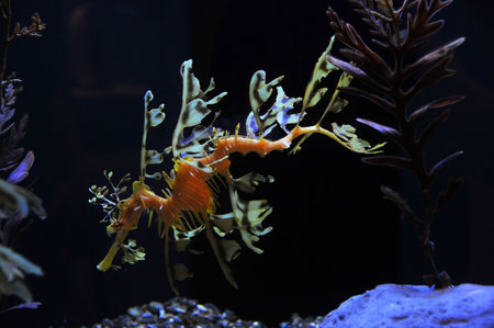 seadragonの写真素材