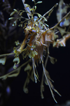 seadragonの写真素材