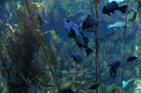 underseaの写真素材