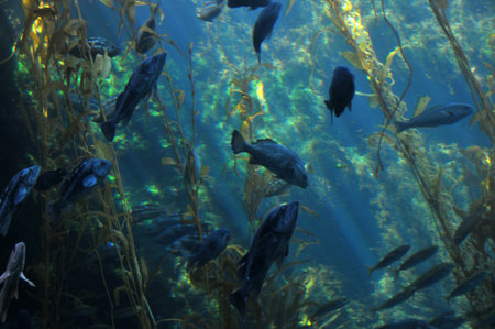 undersea