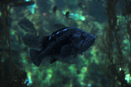 grouperの写真素材