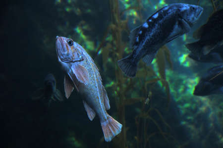 groupersの写真素材