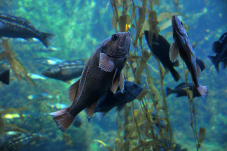 groupers
