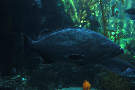 grouper