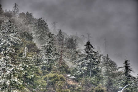 evil forestの写真素材