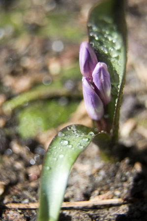 spring flowers coming up