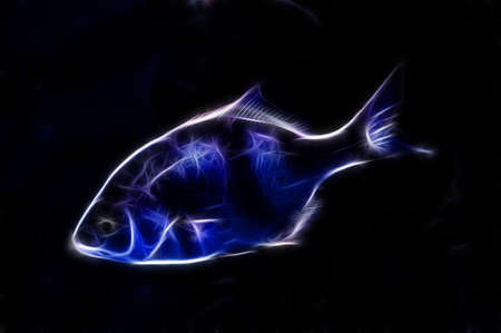 blue fishの写真素材