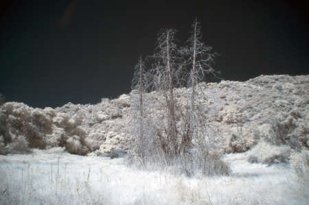 infrared forest landscapeの写真素材