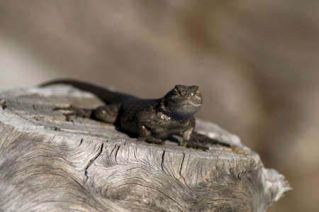 lizardの写真素材