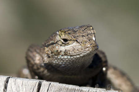 lizardの写真素材