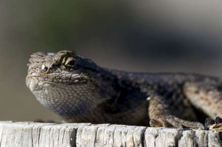 lizardの写真素材