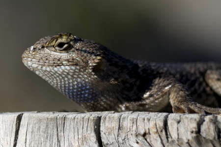 lizardの写真素材
