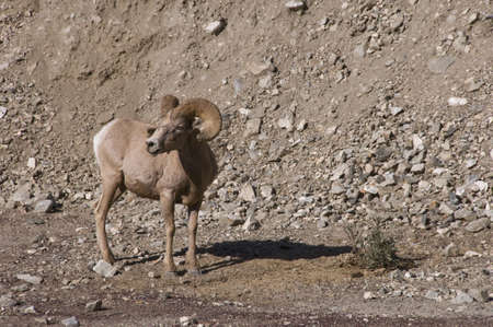 big horn sheepの写真素材