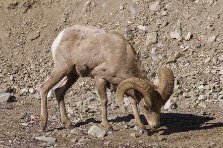 big horn sheepの写真素材